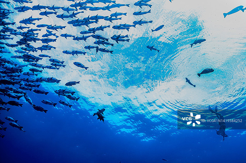 帕劳，密克罗尼西亚的潜水者与黑白鲷鱼群图片素材