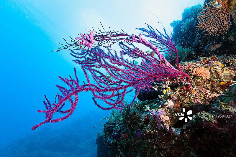 帕劳，密克罗尼西亚的粉色软珊瑚美景图片素材
