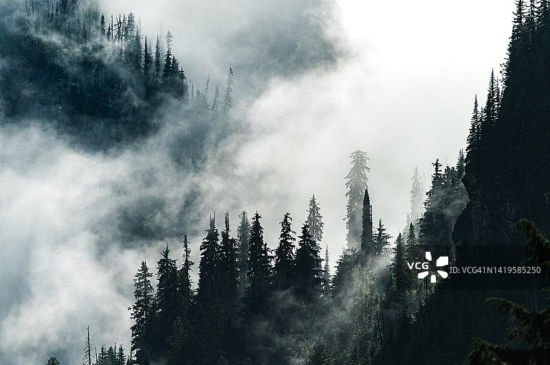 阳光穿透温带雨林中的薄雾和云层图片素材