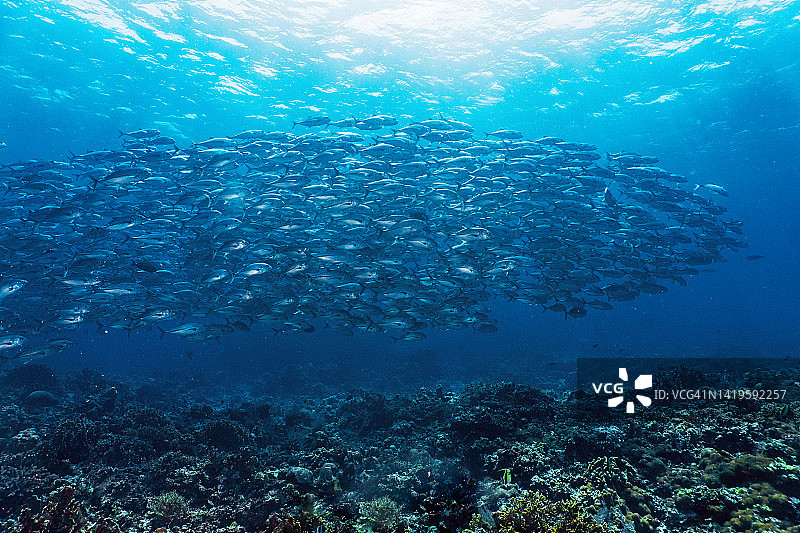 菲律宾图巴塔哈礁的浪人鲹鱼群图片素材