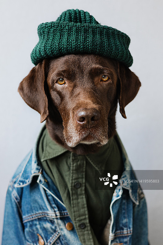 穿着衬衫、牛仔夹克和帽子的拉布拉多犬肖像图片素材