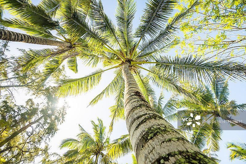 印度洋中的棕榈树图片素材