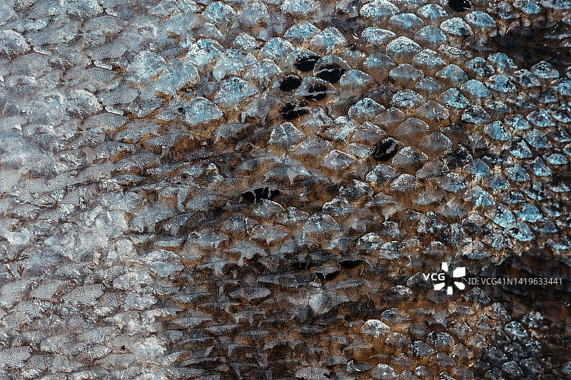 生鱼鳞片特写：高品质纹理图片素材