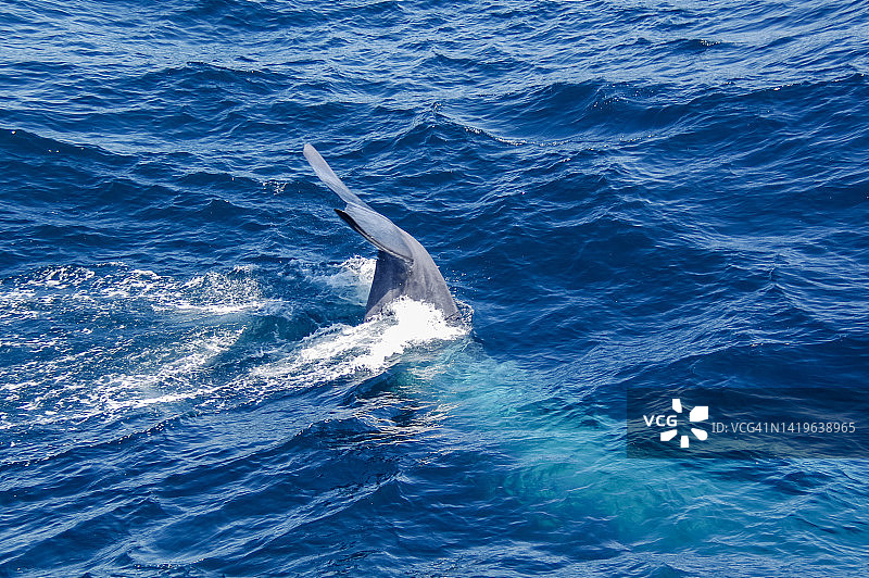 鲸鱼尾巴图片素材