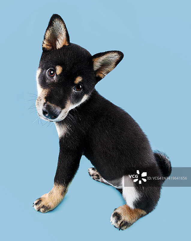 可爱的表情，柴犬图片素材