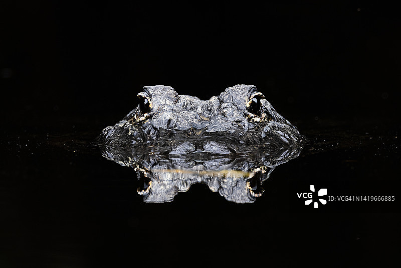 黑色水面中鳄鱼头部的倒影图片素材