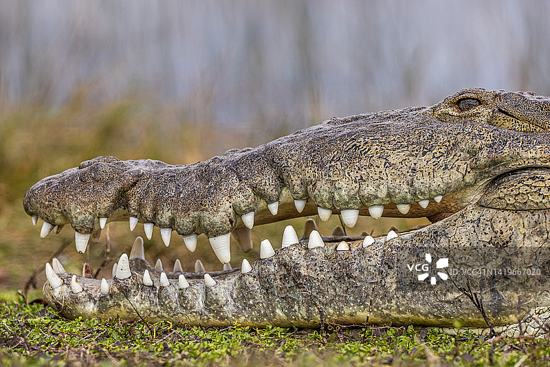 美洲鳄的侧面轮廓和牙齿图片素材