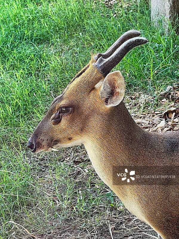 小麂——东南亚本土鹿图片素材