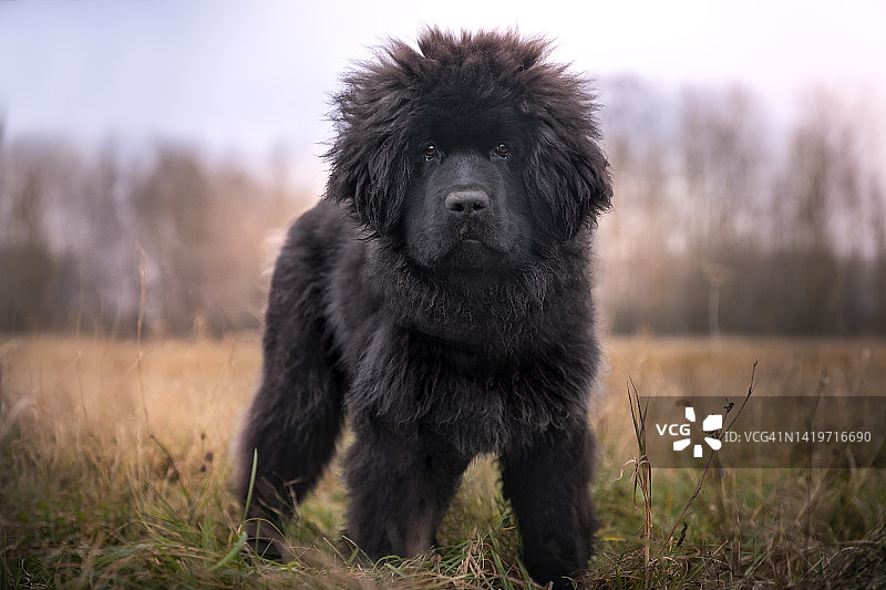 纽芬兰犬幼犬的画像图片素材