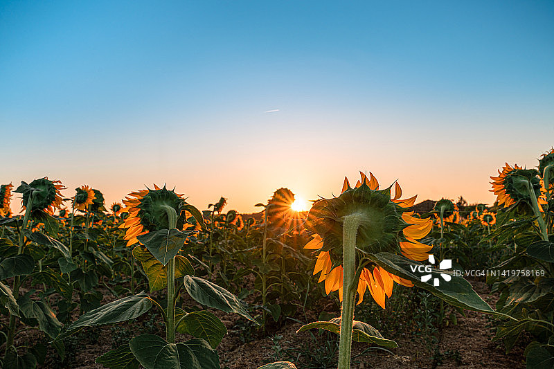 美丽的日落时分的向日葵田图片素材