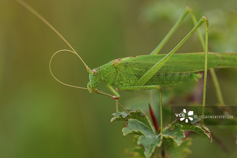 稀有镰刀螽斯图片素材