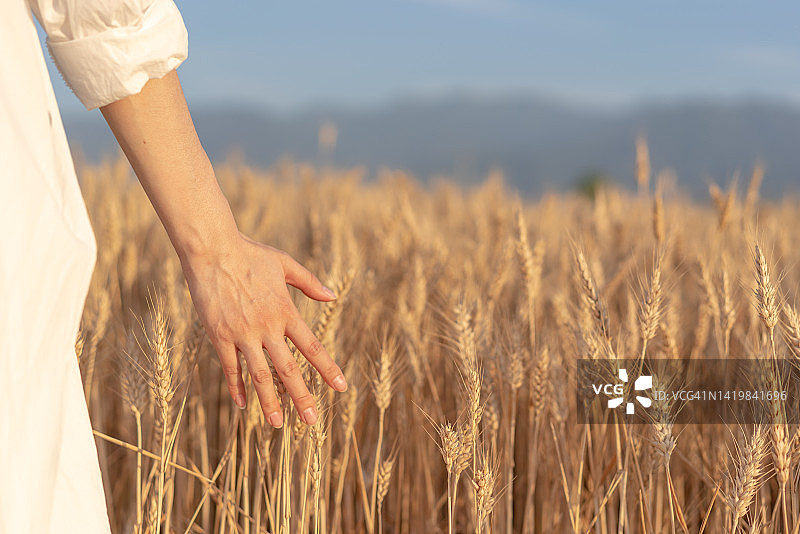 平原上的金色麦田图片素材