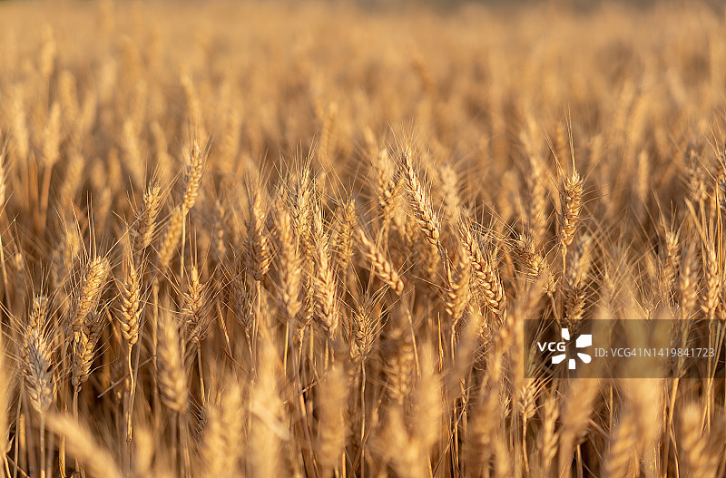 平原上的金色麦田图片素材