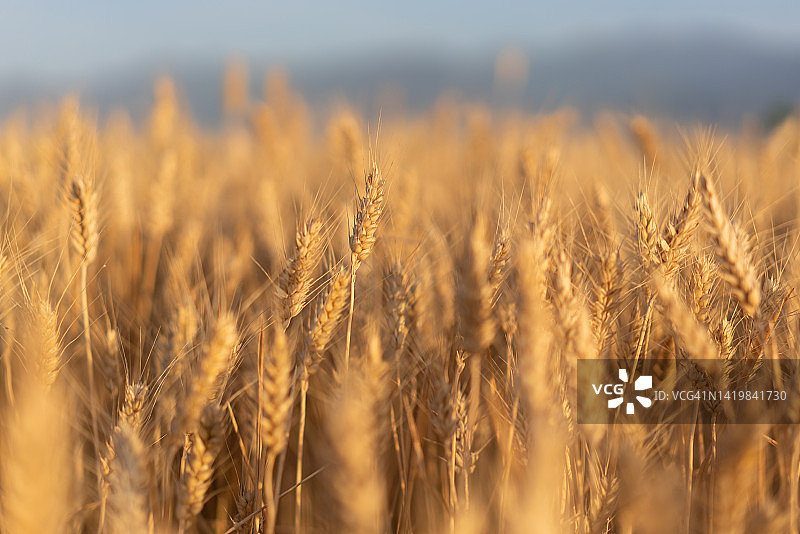 平原上的金色麦田图片素材
