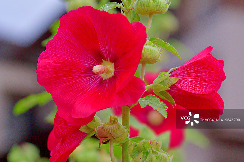 蜀葵花图片素材
