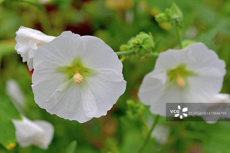 蜀葵花图片素材