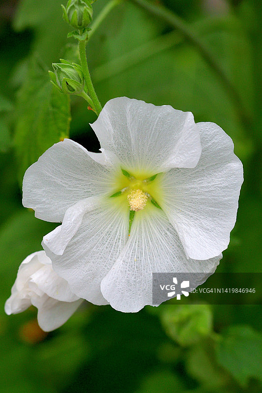 蜀葵花图片素材