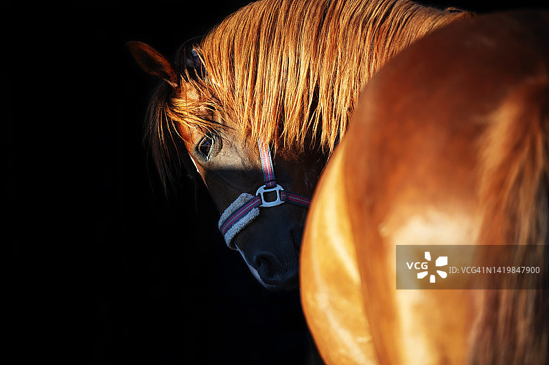 栗色母马艺术肖像摄影图片素材