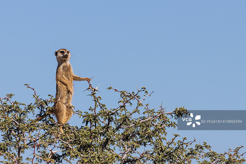 在荆棘树上站岗的猫鼬哨兵图片素材