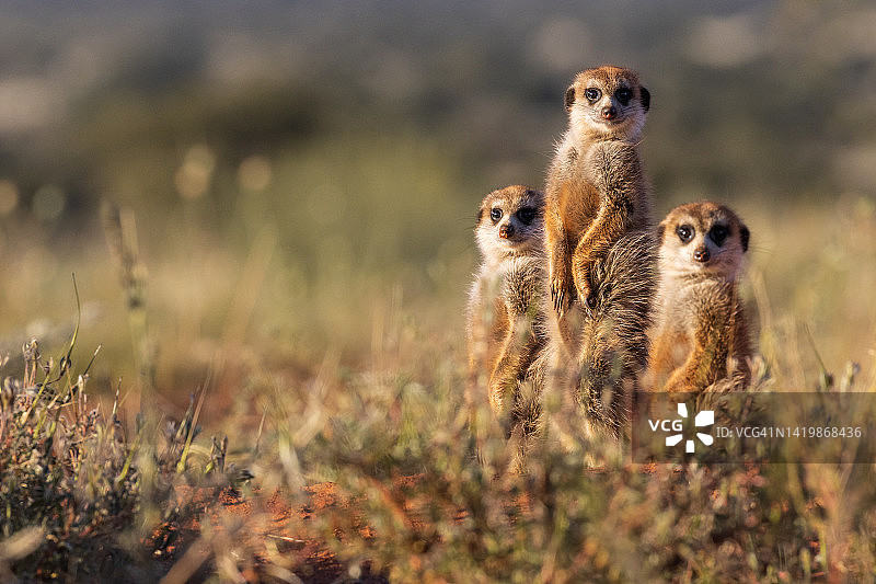 猫鼬的家庭图片素材