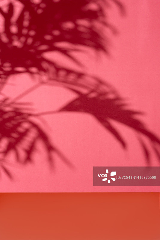 柔焦热带棕榈树叶在粉红色或红色背景上的阴影，以剪影形式呈现的营销散焦植物学设计背景，天然有机产品展示概念，夏季广告，垂直构图，留白图片素材