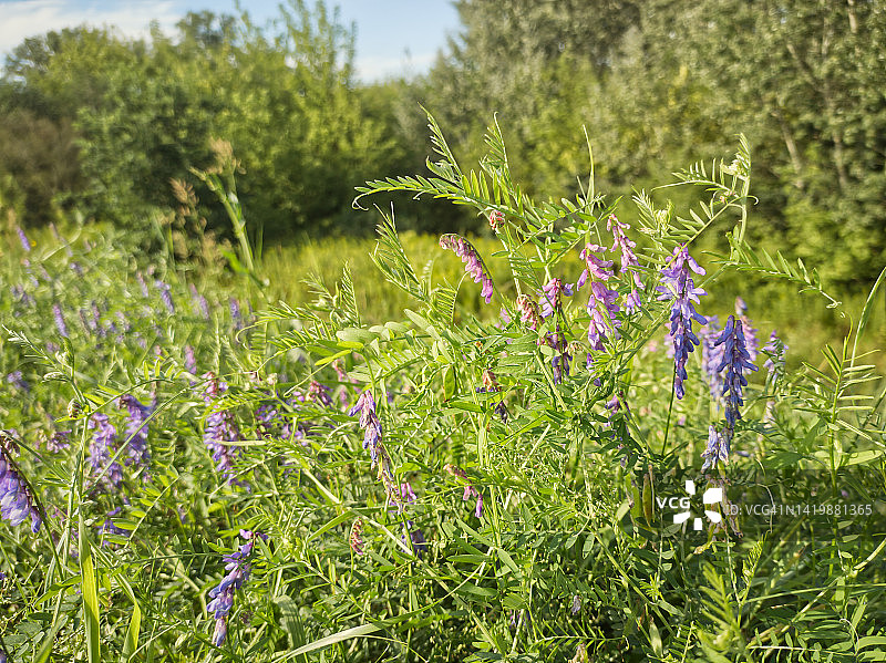 夏季盛开的紫云英和奶牛图片素材