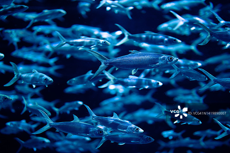 遮目鱼图片素材