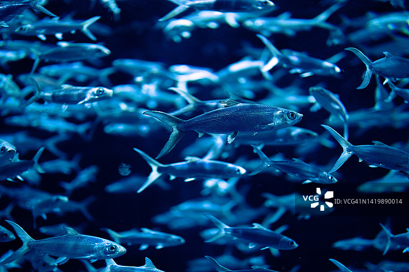 遮目鱼图片素材