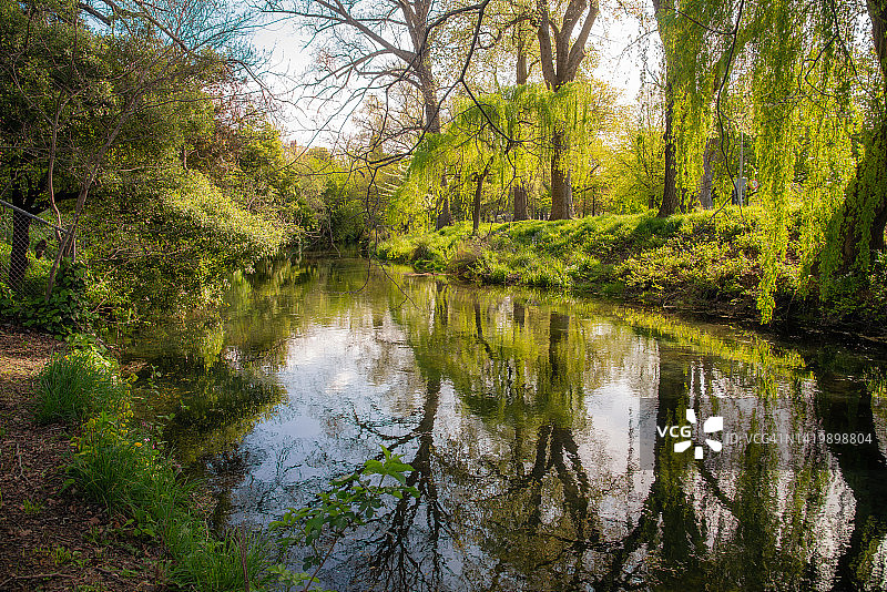 新西兰基督城中心流淌的埃文河的宁静景色图片素材
