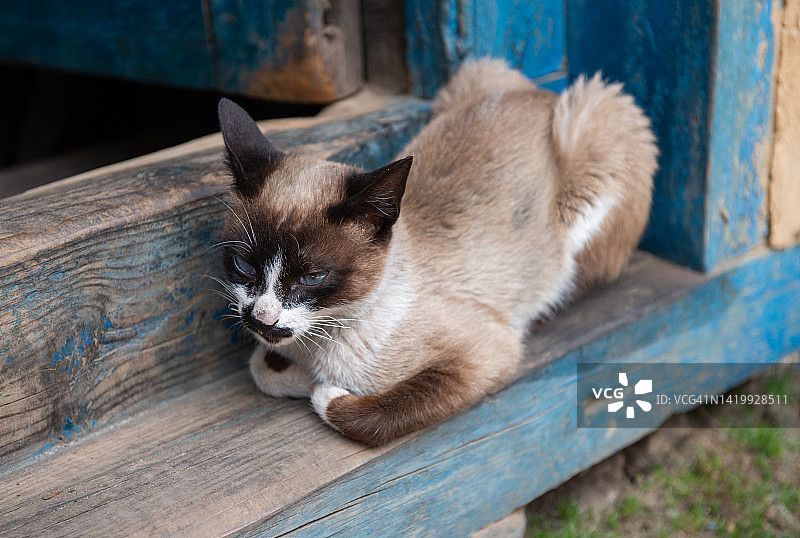 住在尼泊尔当地村庄的年轻喜马拉雅猫图片素材