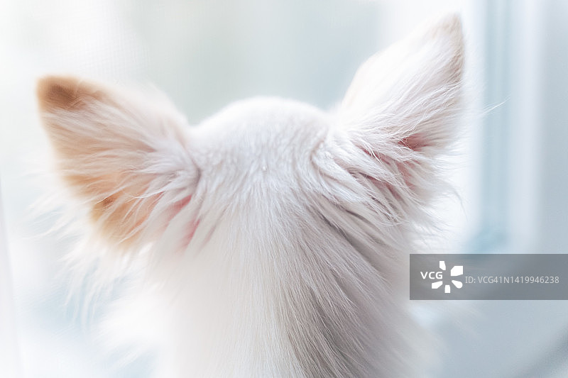 可爱顽皮的小吉娃娃头部后视图特写图片素材