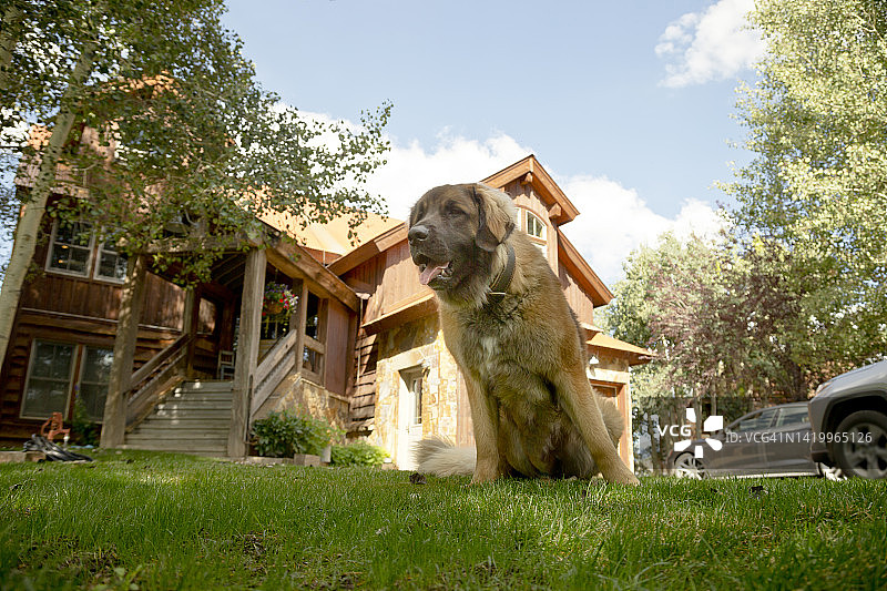 宠物之爱：家养动物图片素材