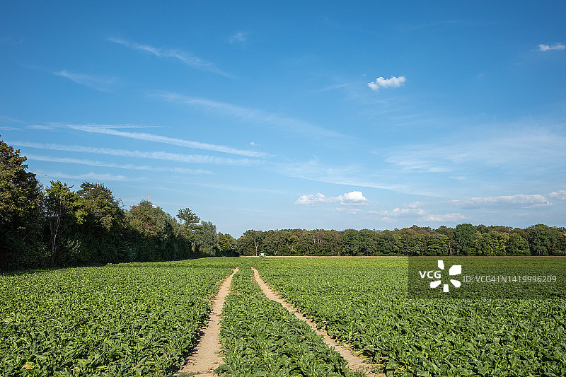 带有拖拉机车轮痕迹的绿色麦田或大麦田图片素材