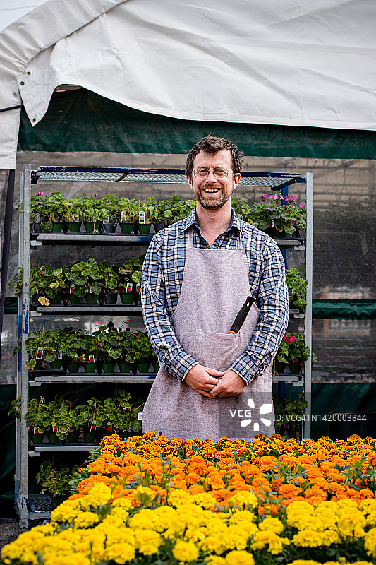 万寿菊图片素材