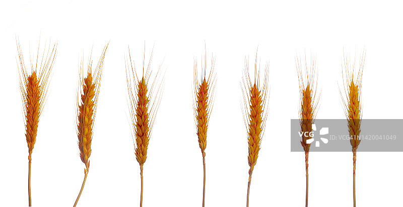 白色背景上的各种小麦图片素材