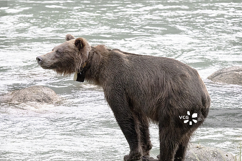 阿拉斯加海恩斯地区的成年雌熊图片素材