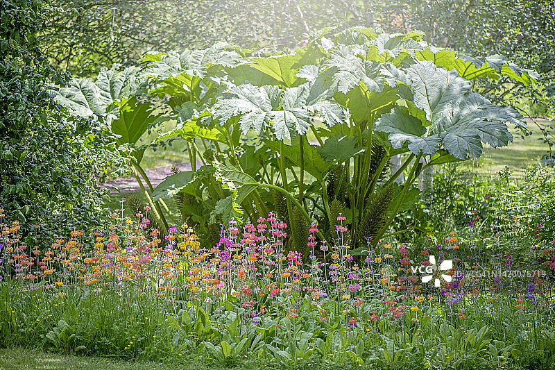 色彩鲜艳的聚花报春，俗称烛台报春花，种植在 Gunnera Manicata 巨型叶子下图片素材