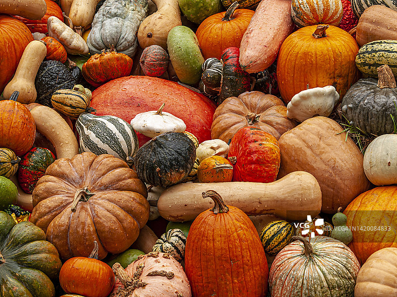 葫芦和南瓜010图片素材