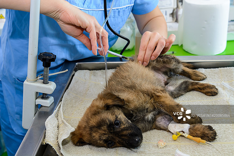 家犬在动物医院接受注射图片素材