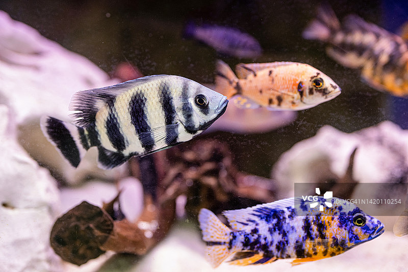 彩色鱼缸图片素材