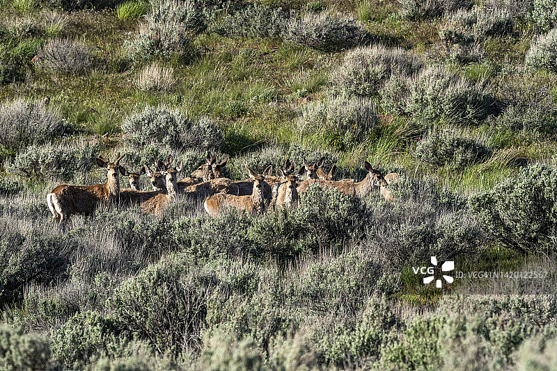 美国爱达荷州贝尔维尤鼠尾草山坡上的鹿群图片素材