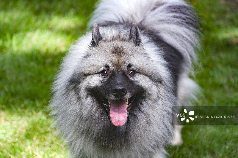 户外快乐的荷兰毛狮犬图片素材