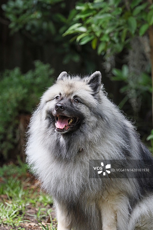 看起来快乐的荷兰毛狮犬图片素材