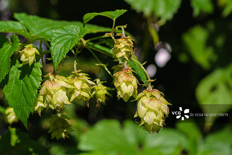 种植园里的绿色成熟啤酒花球果。啤酒花攀缘植物。酒精农业园艺。人工栽培的啤酒厂分枝生长。啤酒植物学采摘。绿色自然模糊背景。水平图片素材