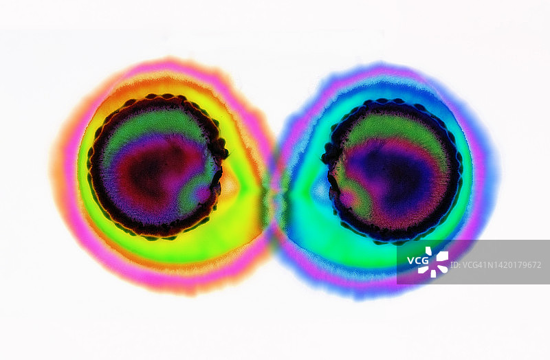 多色油漆滴的融合，模仿白色背景上的人体细胞图片素材