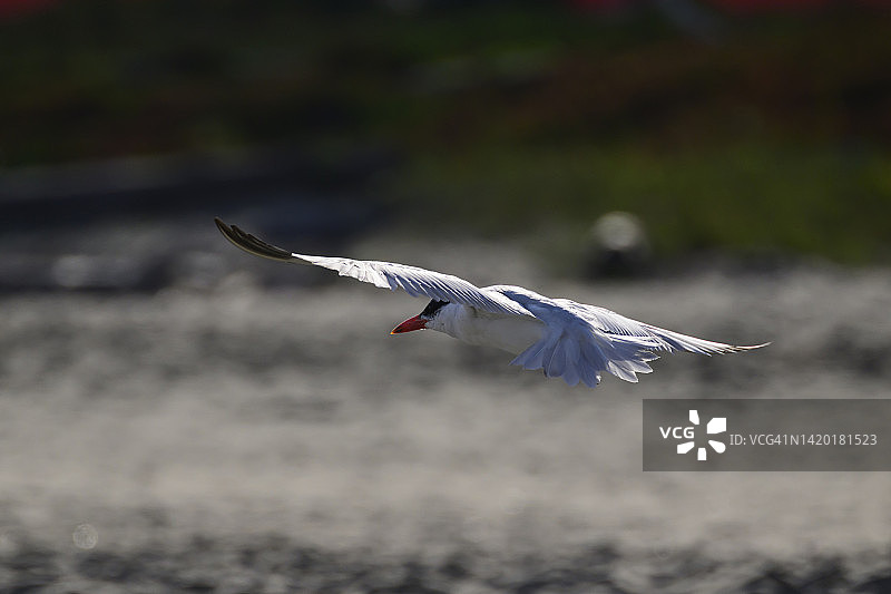 里海燕鸥图片素材