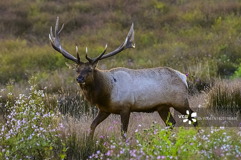 图莱麋鹿图片素材