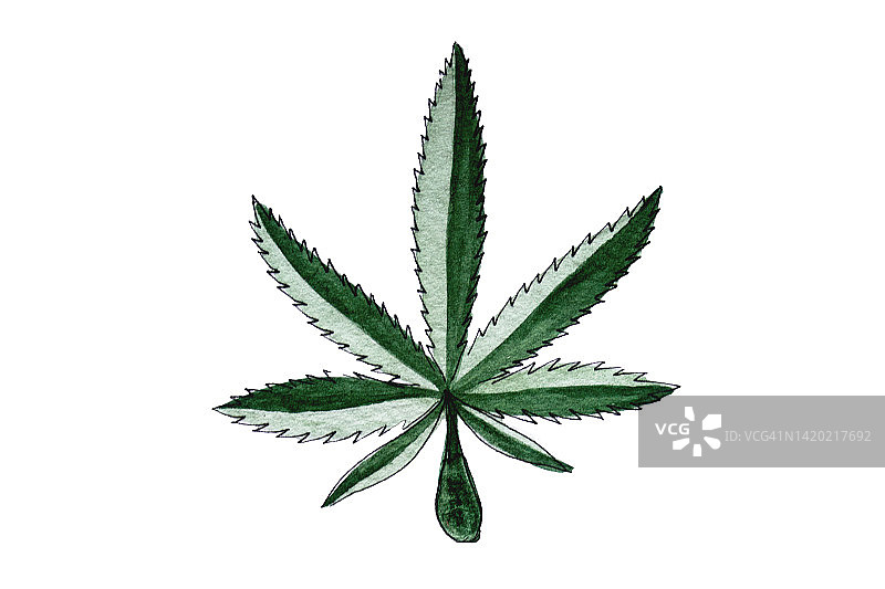 白色背景上的水彩大麻叶和速写图片素材