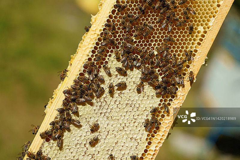 蜂窝蜂蜡检查，蜜蜂生产甜蜂蜜，小型养蜂场业务，可持续资源和农业概念，农民携带越冬昆虫，核心有机农场，背景为草地非城市景观图片素材