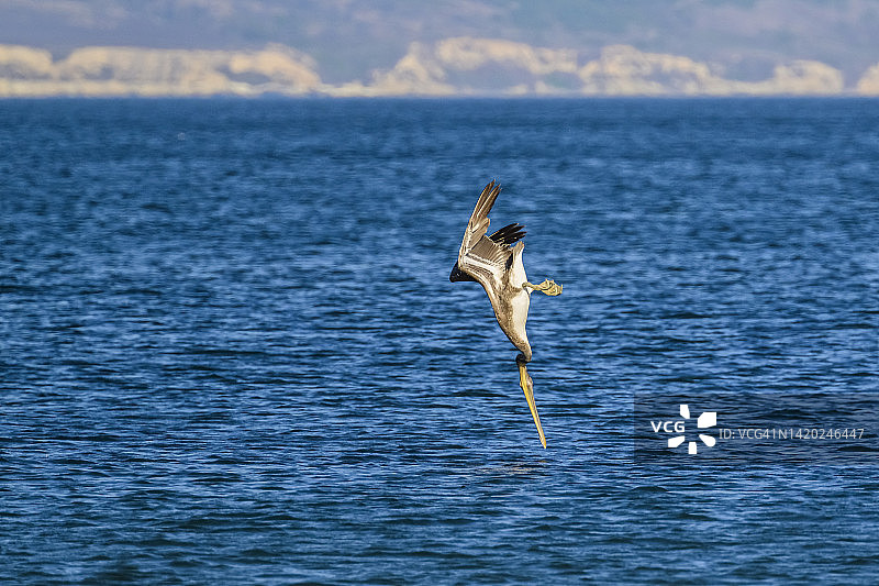 褐鹈鹕(pelelecanus occidentalis californinicus)图片素材